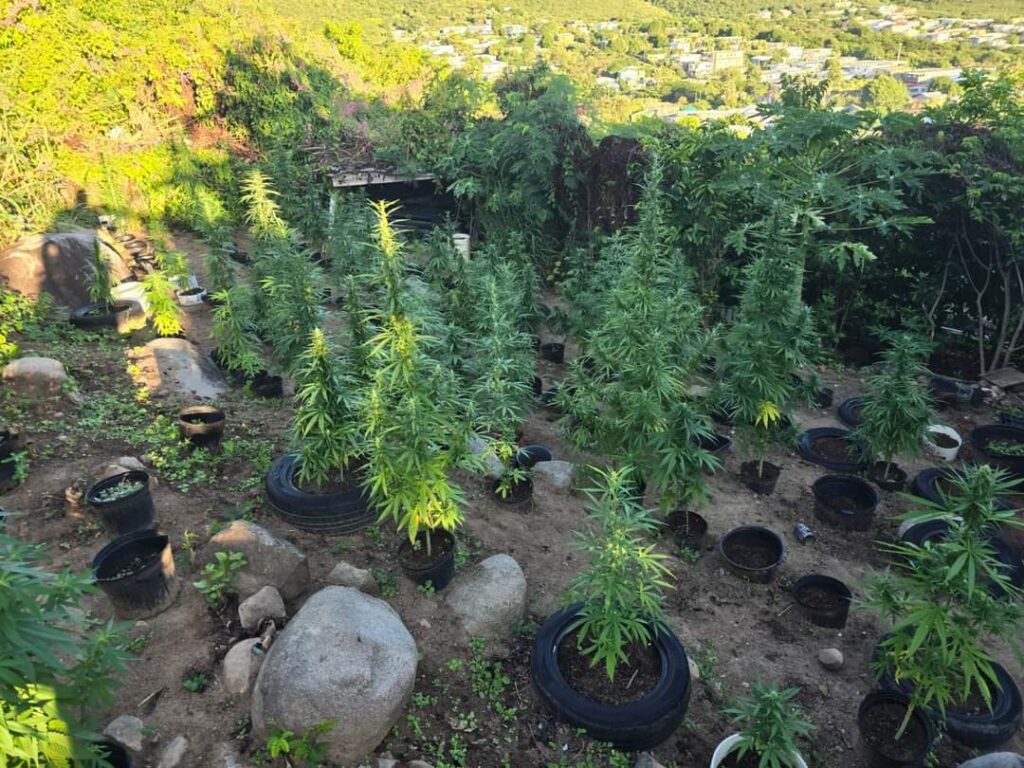 Marijuana Bust Dutch Quarter St Maarten