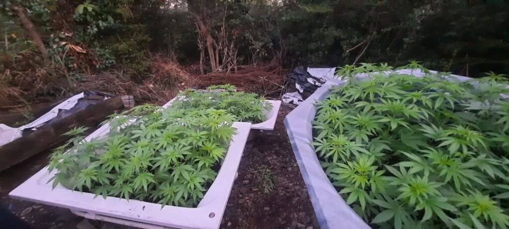 Police Shut Down Large Marijuana Plantation Cul-de-Sac Dutch St Maarten